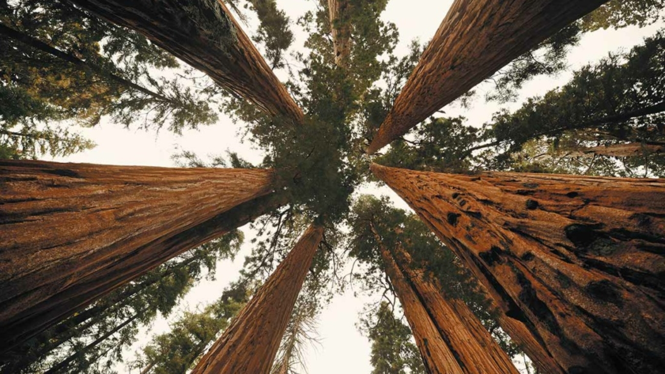 sequoia-bois-bodenmann-1024x683