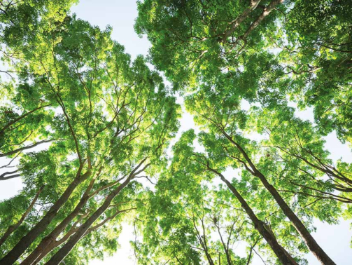 ebene-bois-bodenmann copie