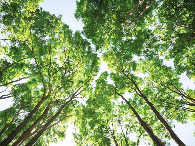 ebene-bois-bodenmann copie